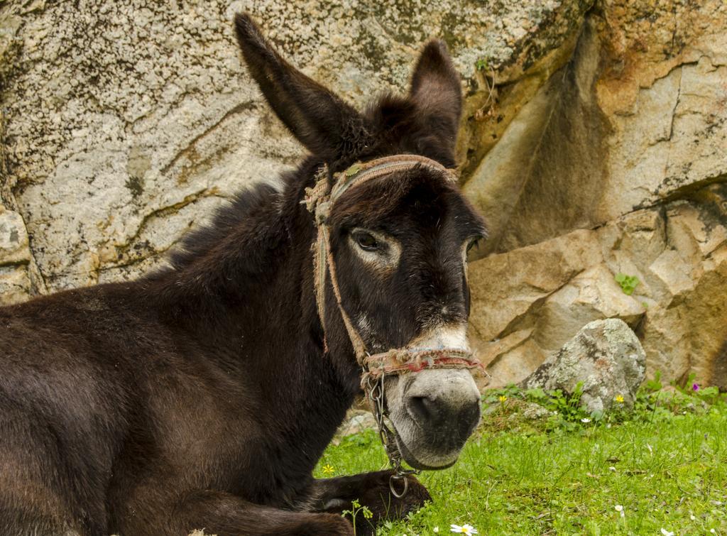 Agora Pansiyon Kapikiri Buitenkant foto